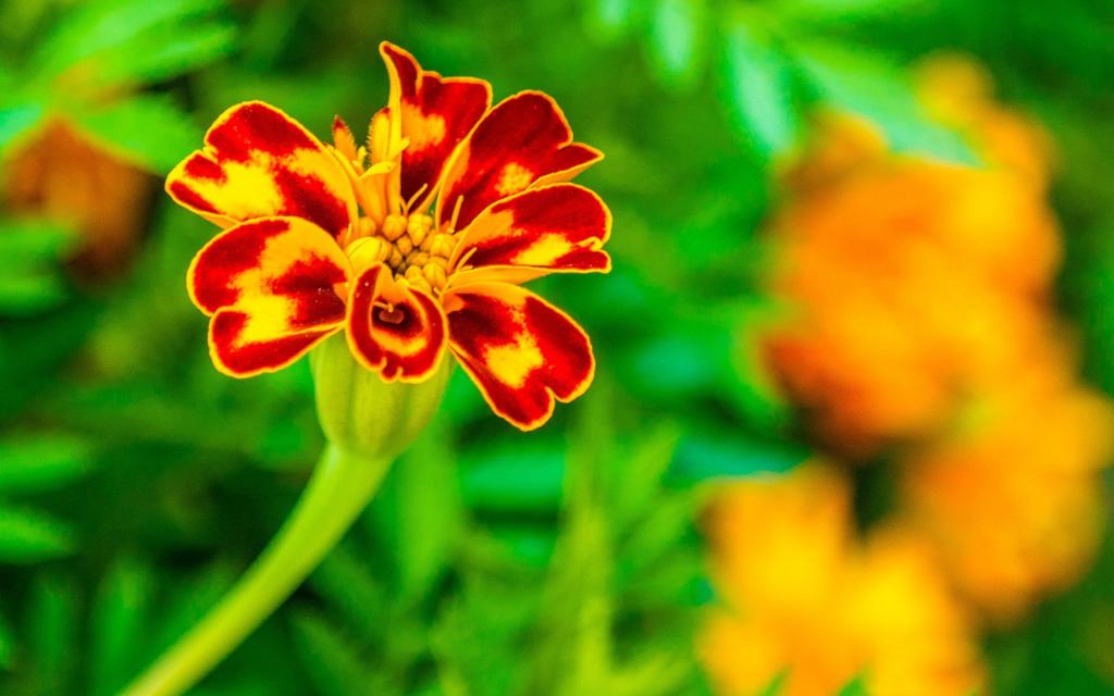 浓艳纷繁的花朵