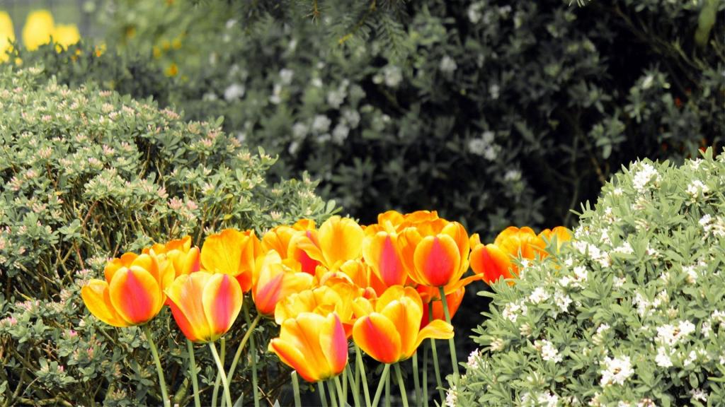 优雅高贵郁金香