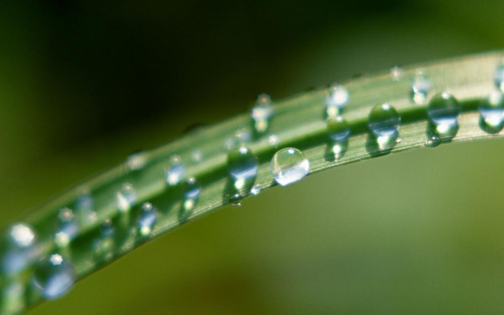 绿色植物之露珠水滴