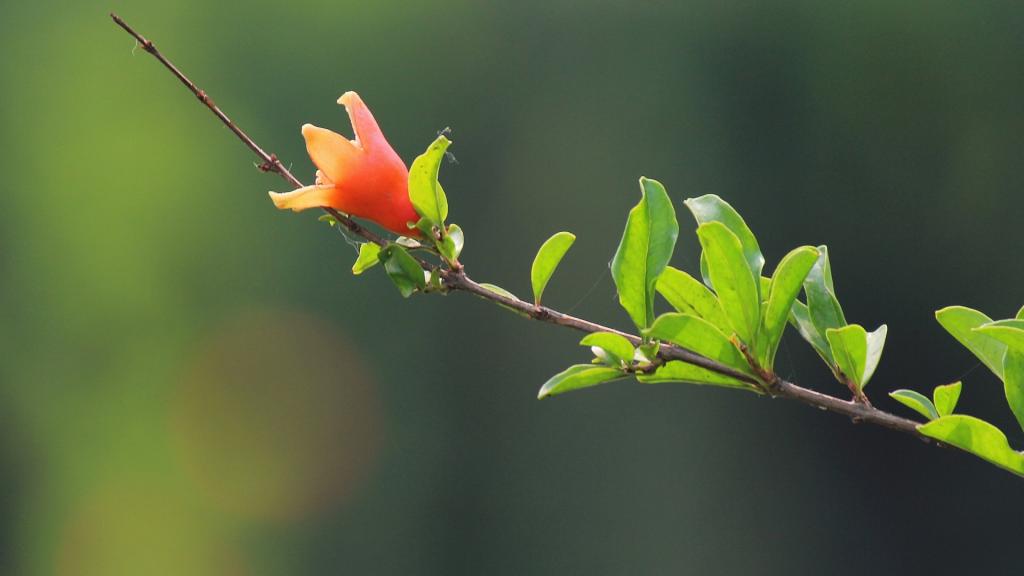 初夏石榴花开了