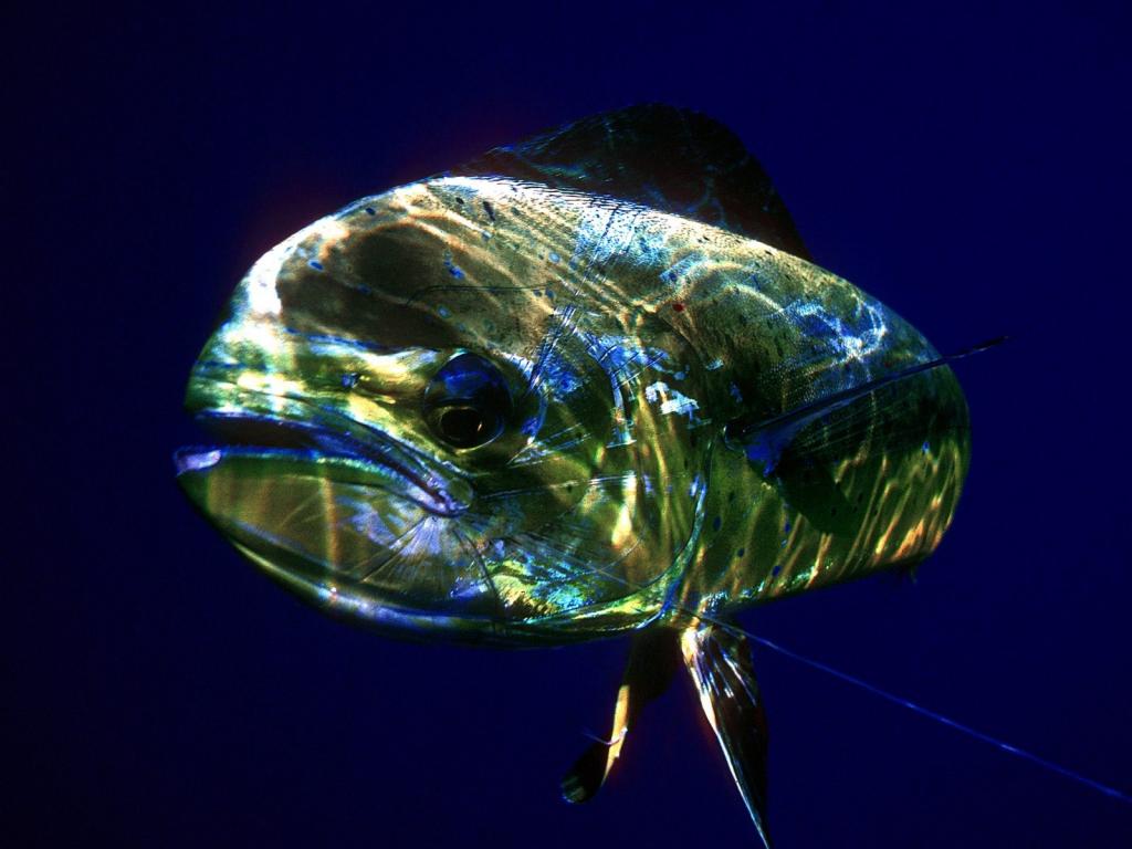 平静的海底世界