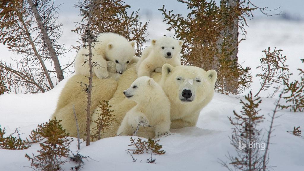 2018年Bing官方主题第一波
