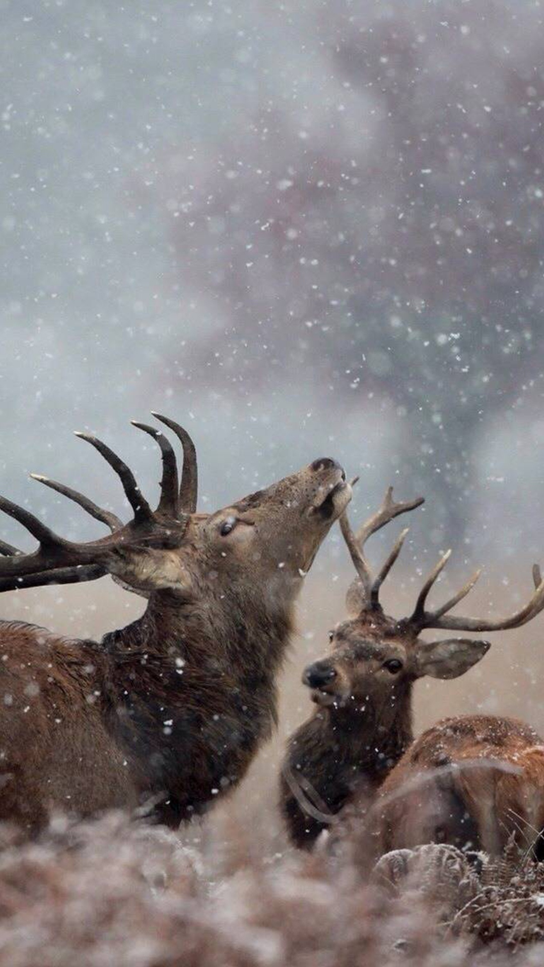 可爱小鹿唯美意境