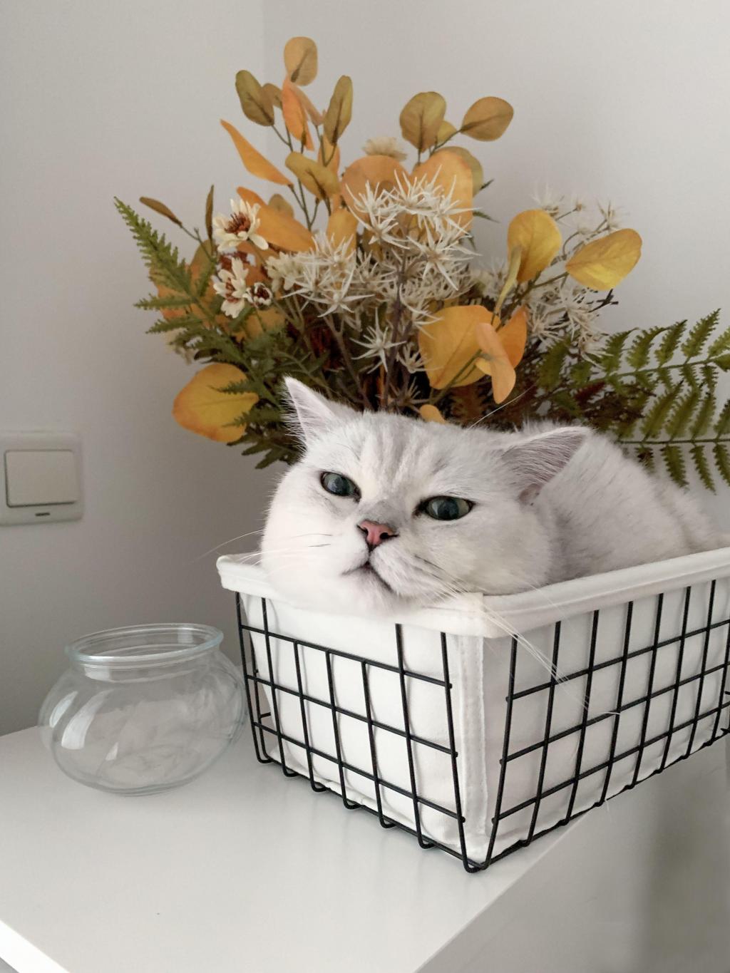 花篮里呆萌可爱的猫
