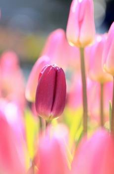 唯美小清新护眼花卉-2