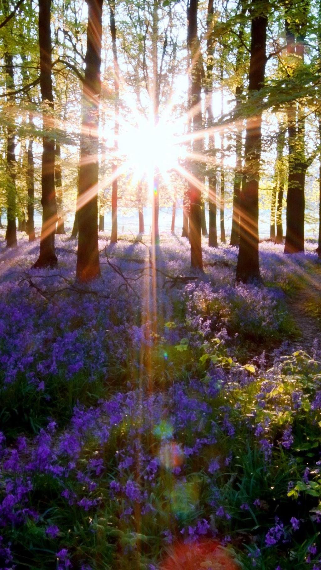 紫色薰衣草花海