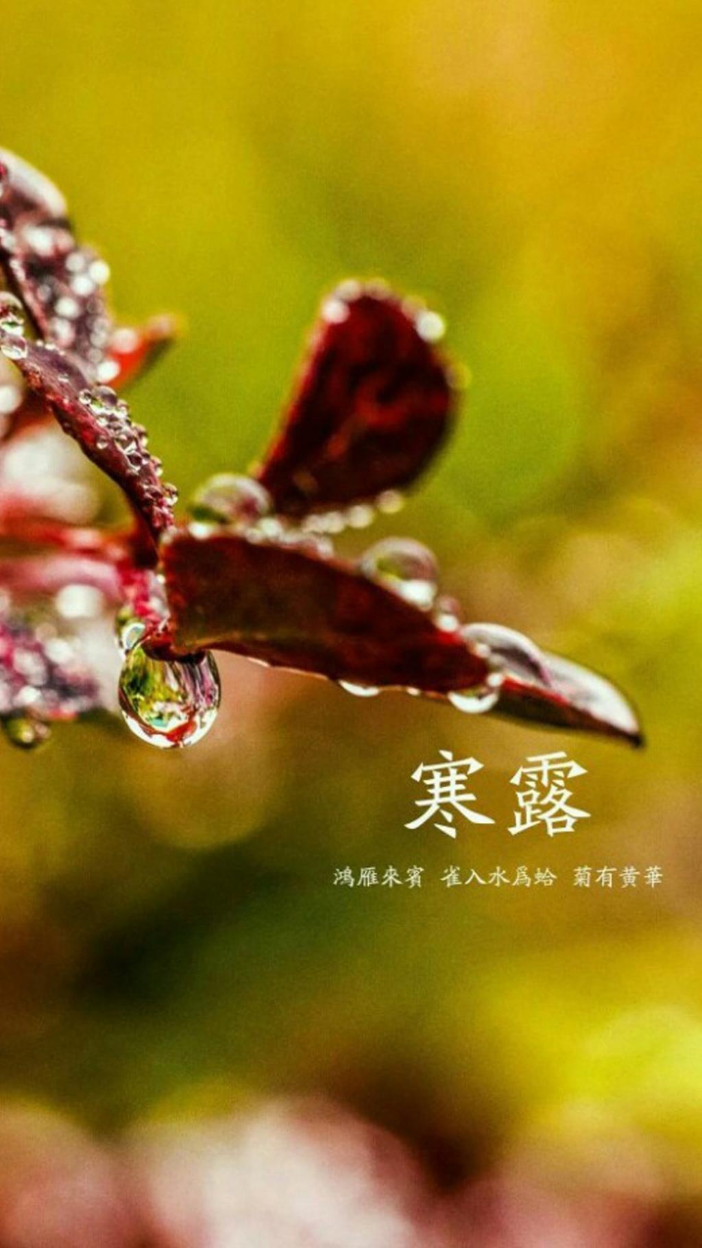 小清新唯美背景寒露节气