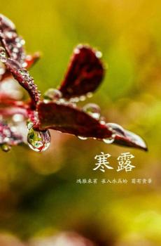 小清新唯美背景寒露节气