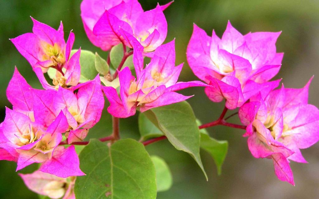 三角梅花卉图片