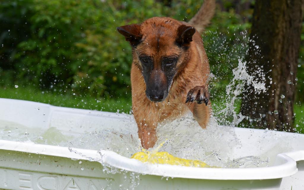 比利时玛利诺犬