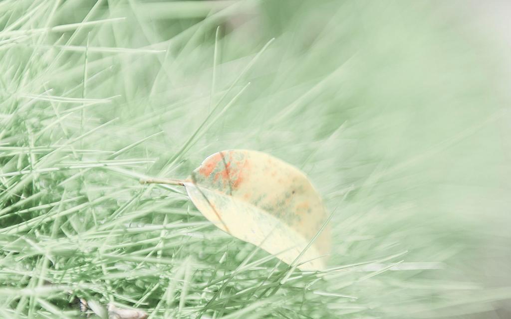 小清新自然风光