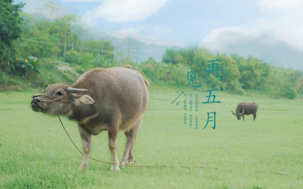 朋友圈五月再见小清新唯美自然风光