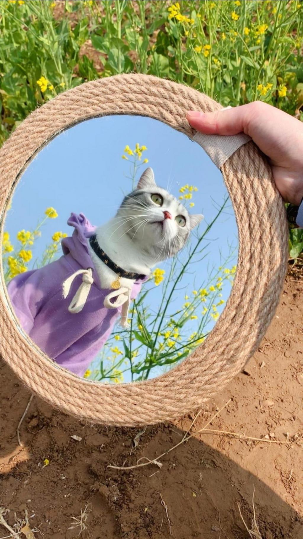 超级活泼可爱的小猫咪