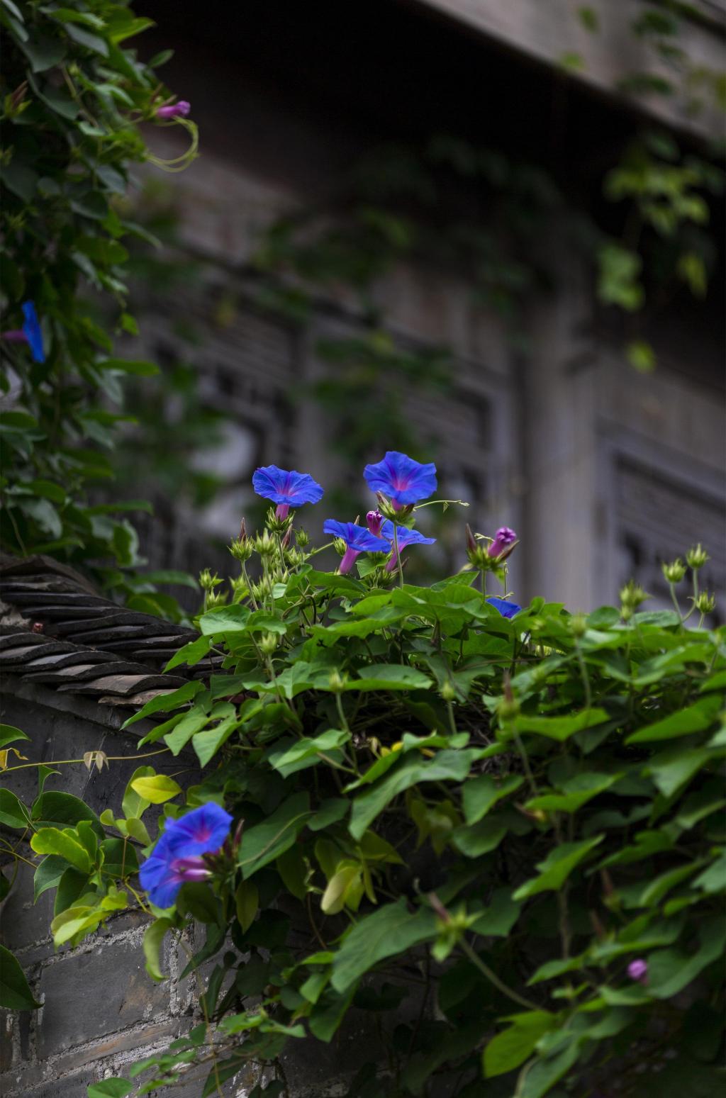 南京古城唯美牵牛花随拍