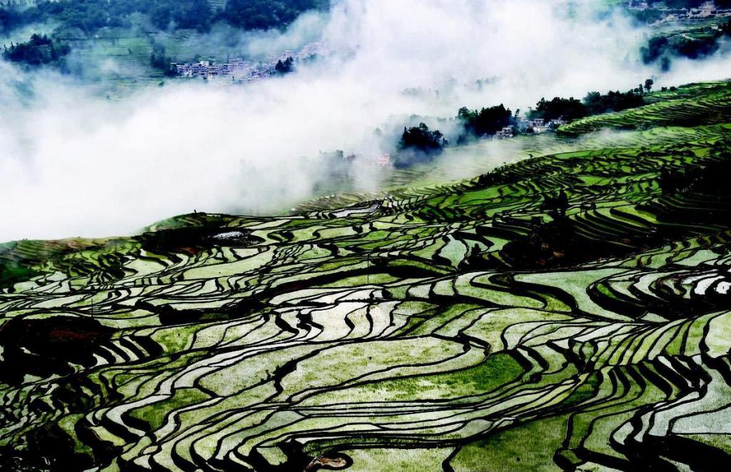 哈尼梯田唯美风光