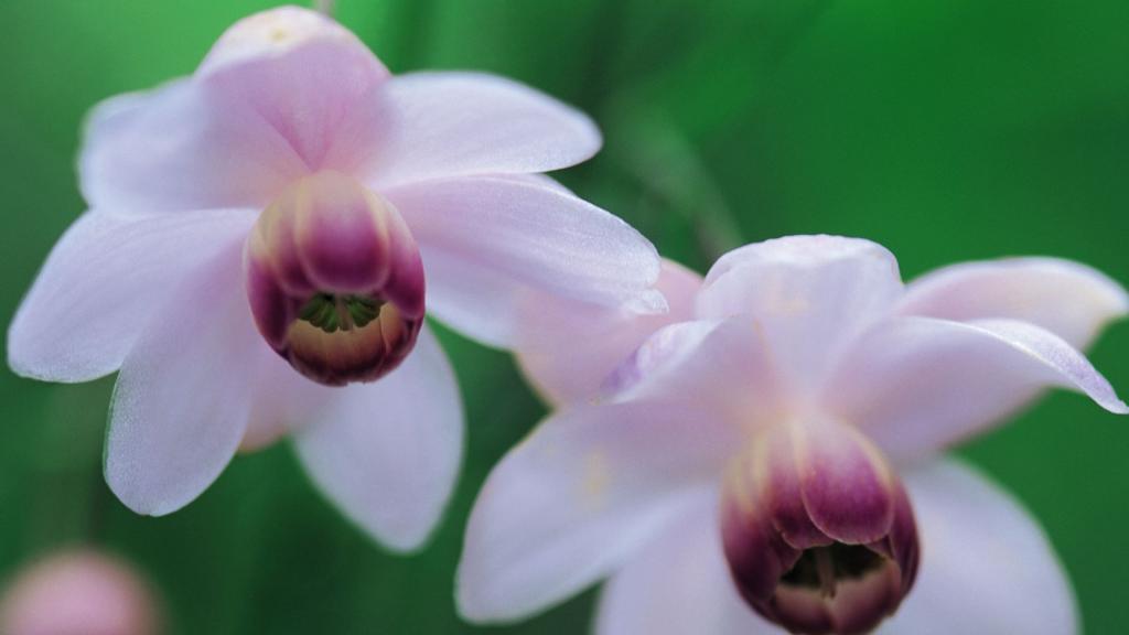 娇媚艳丽的野花