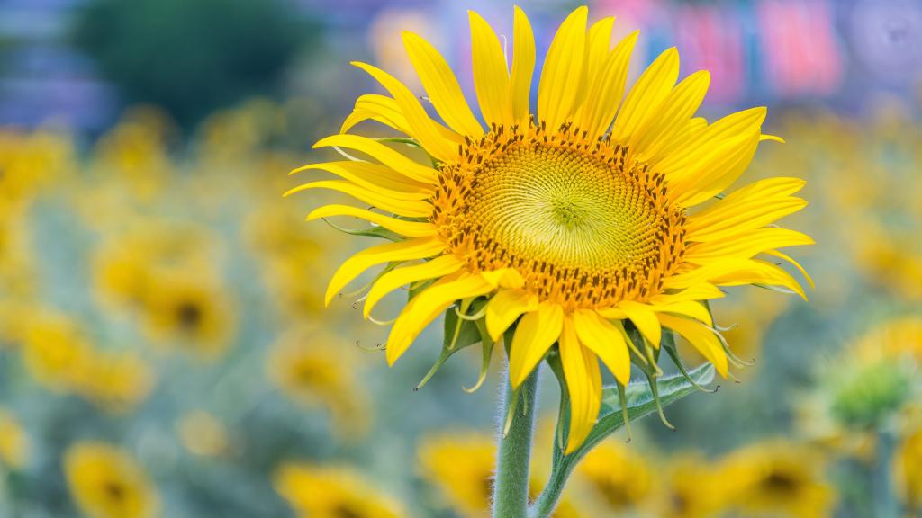 5k分辨率向日葵图片