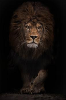 动物酷炫黑色背景