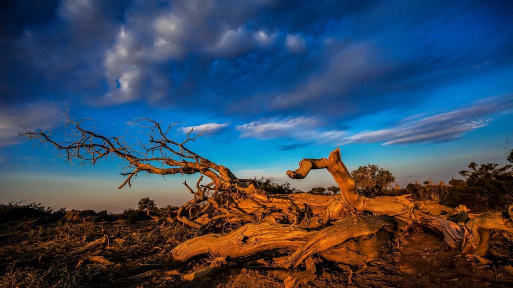 胡杨是一道独特的风景