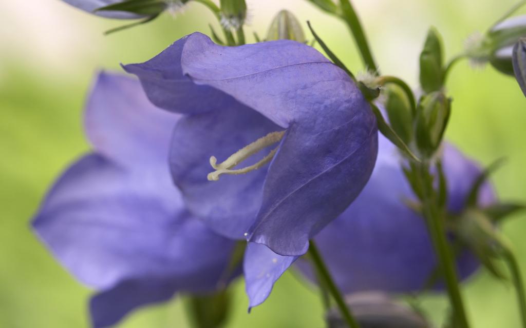 超大优美鲜花特写