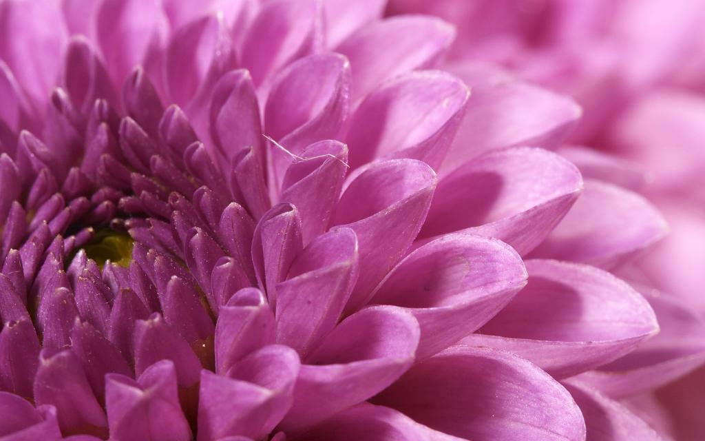 超大优美鲜花特写