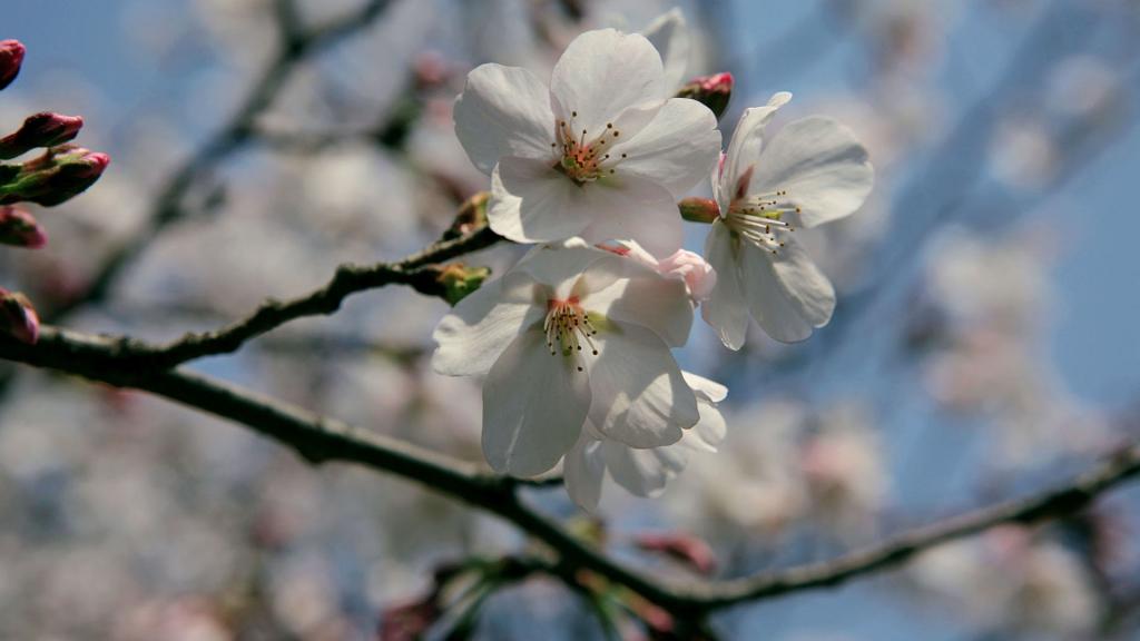 樱花花语(除你之外,别无他爱)