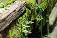 绿色苔藓植物图片