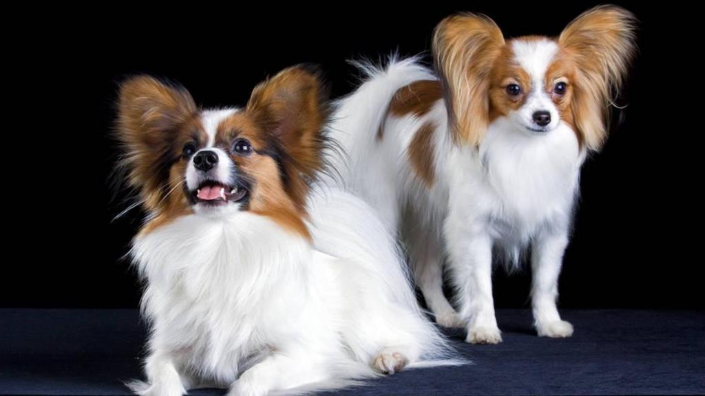 超级可爱的蝴蝶犬