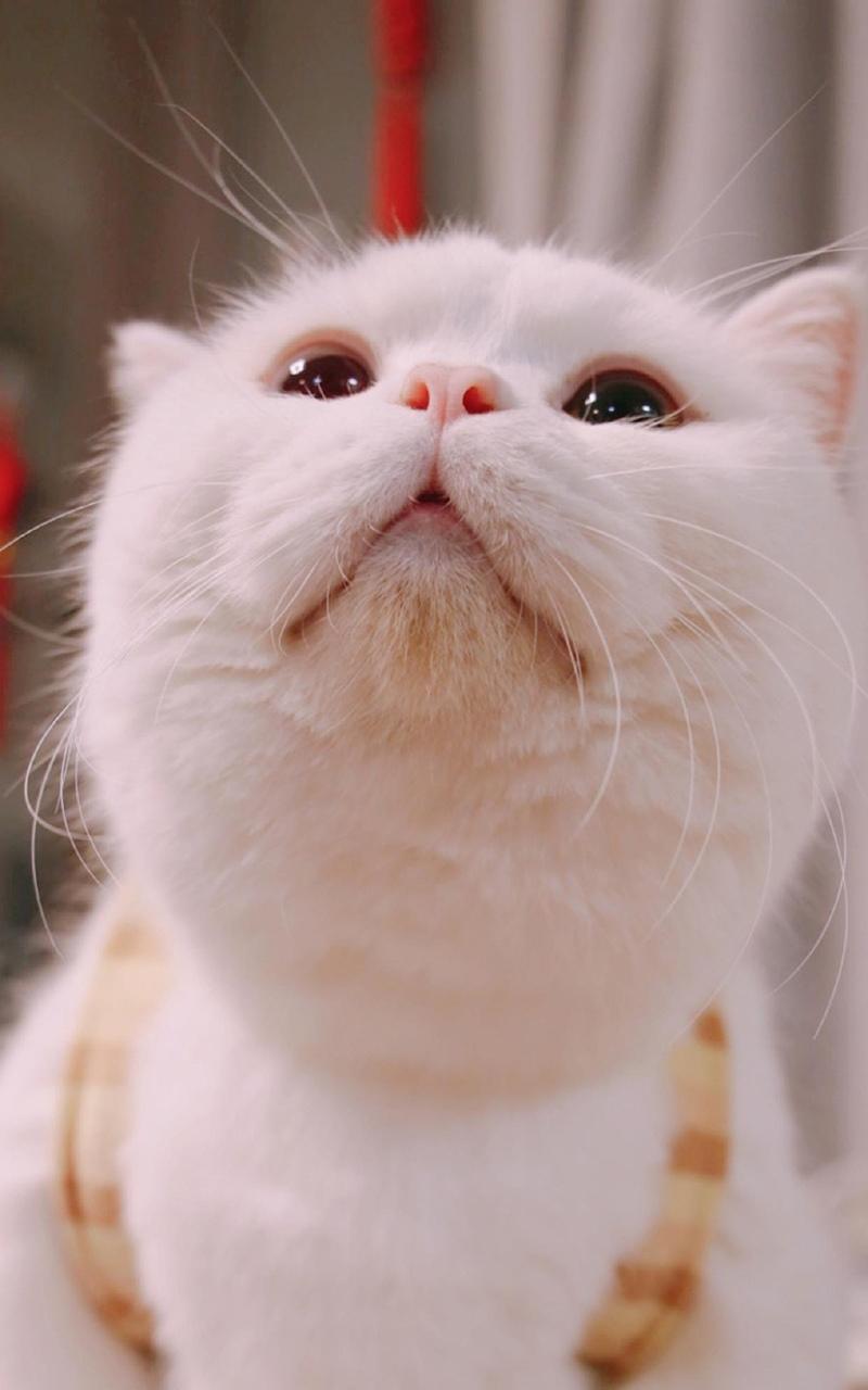 治愈系可爱软萌喵星人