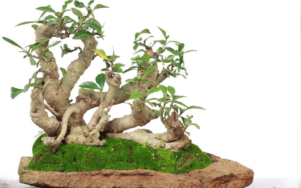 绿色观赏植物盆栽