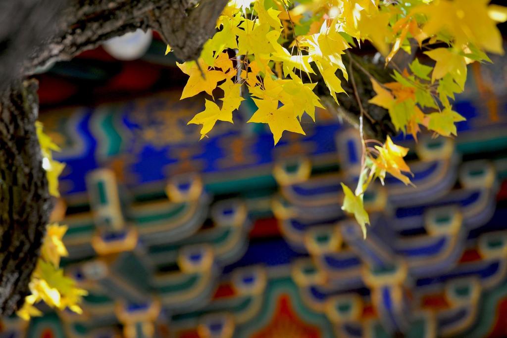 最美秋意香山公园