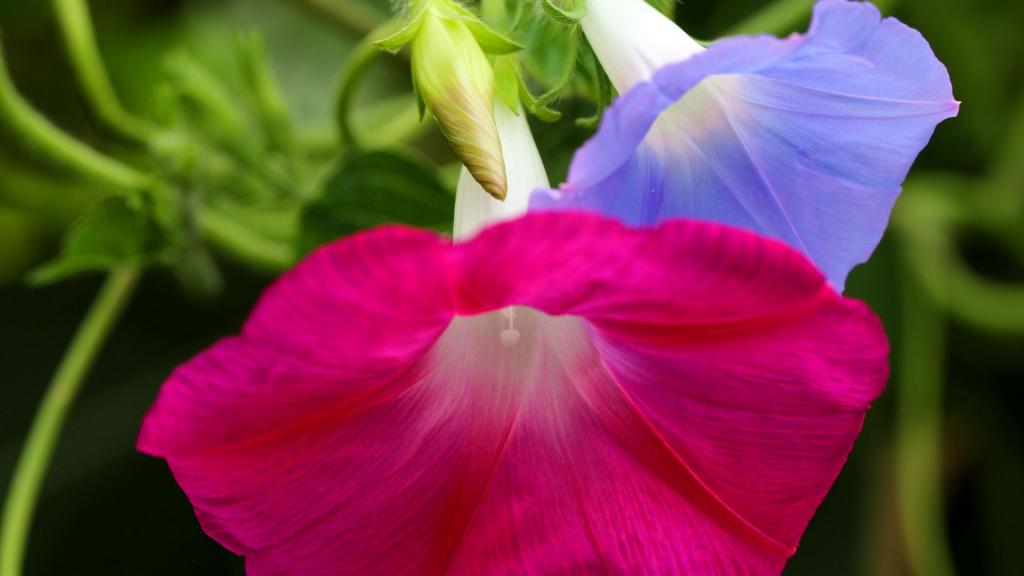 各色各样的牵牛花