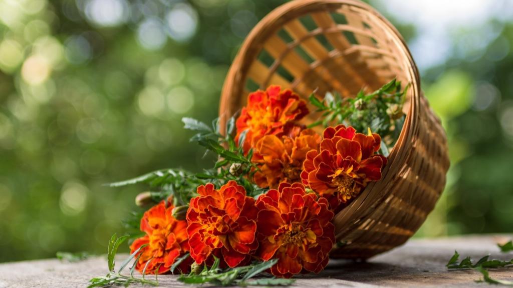 万寿菊唯美写真