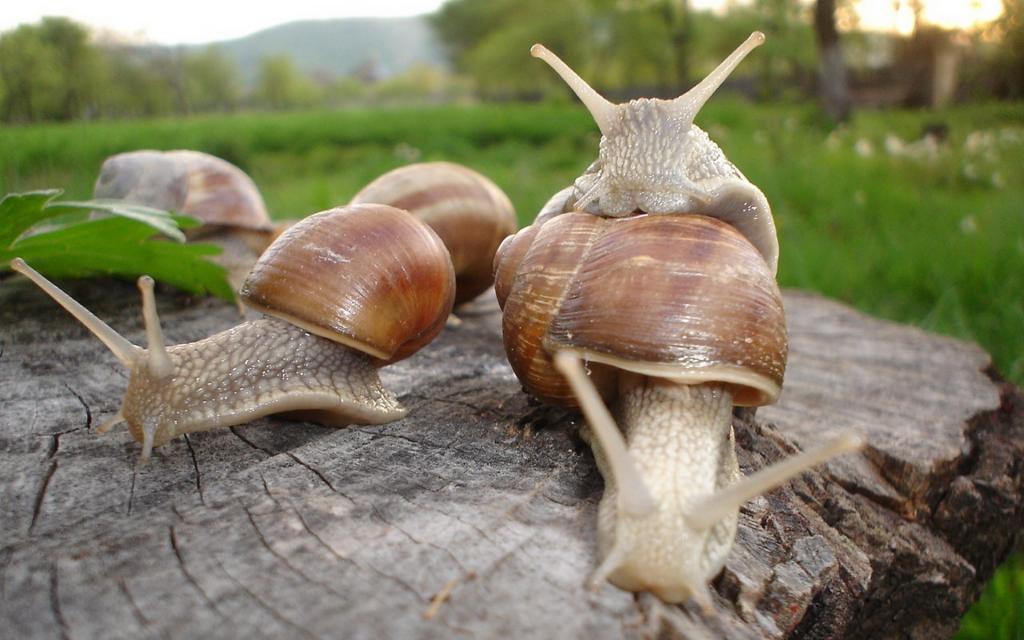 可爱蜗牛图片
