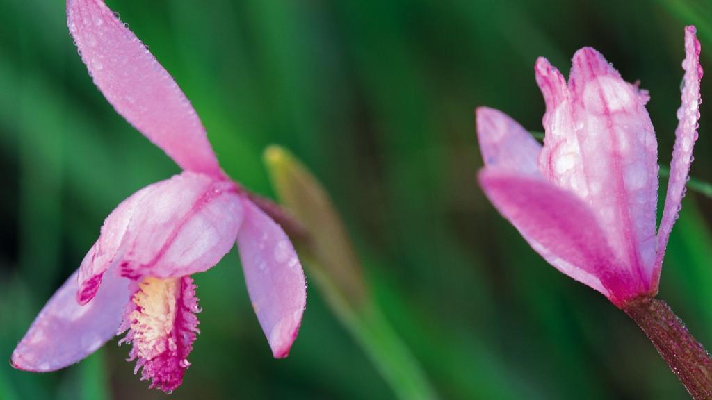 娇媚艳丽的野花