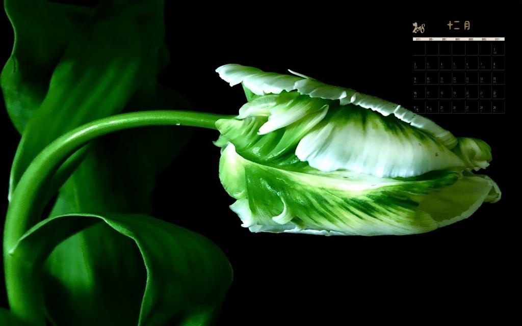 2018年12月绿色护眼植物日历