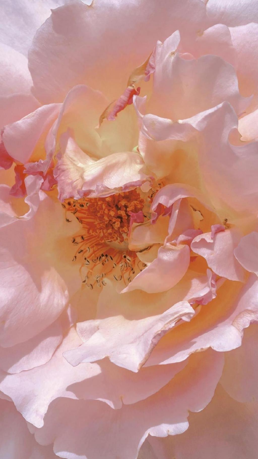 文艺怀旧风唯美花卉微距摄影