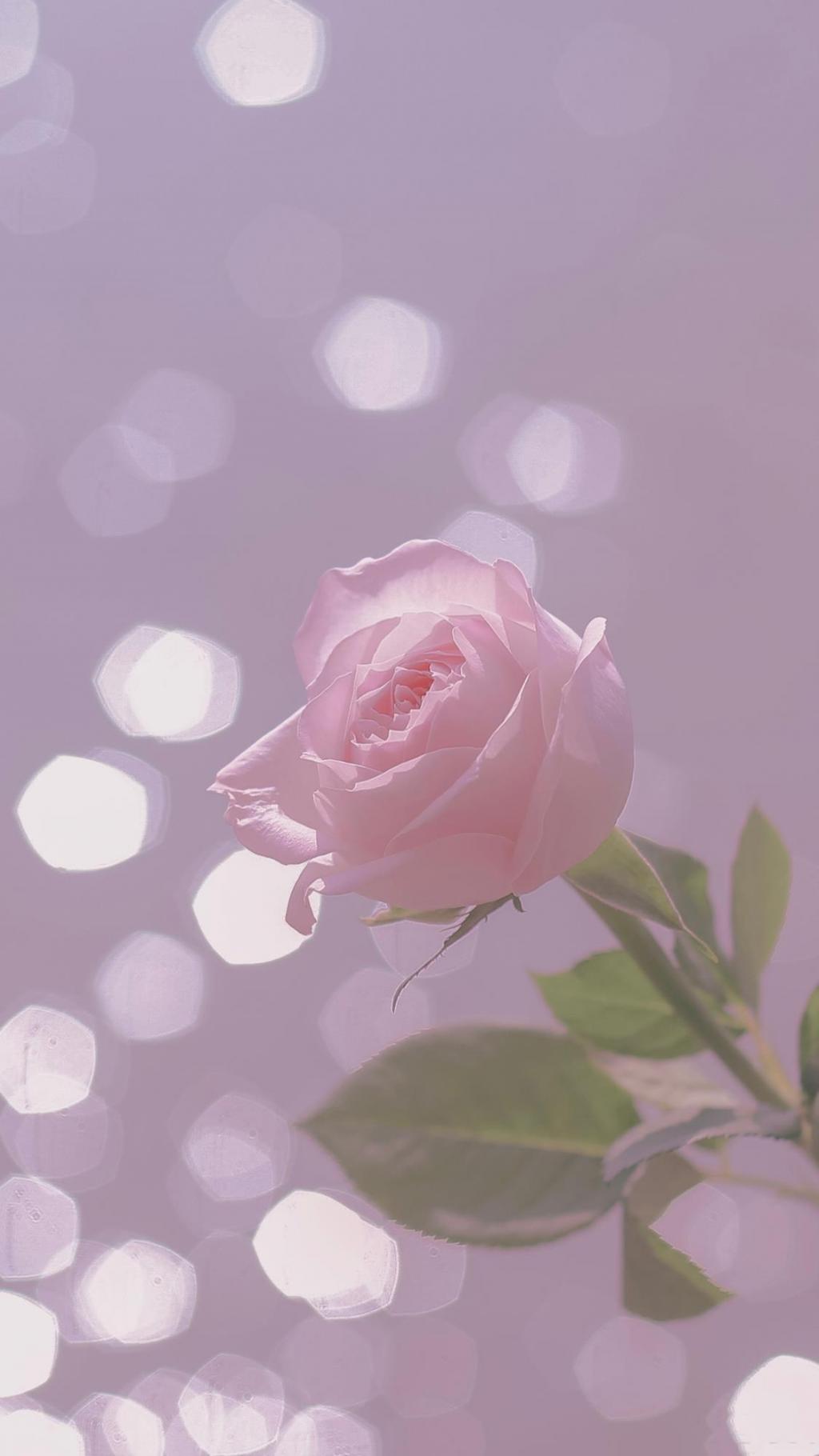 浪漫少女心粉色月季