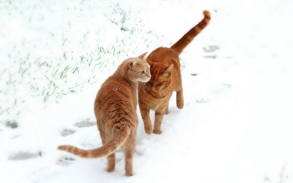 雪地里玩耍的猫咪