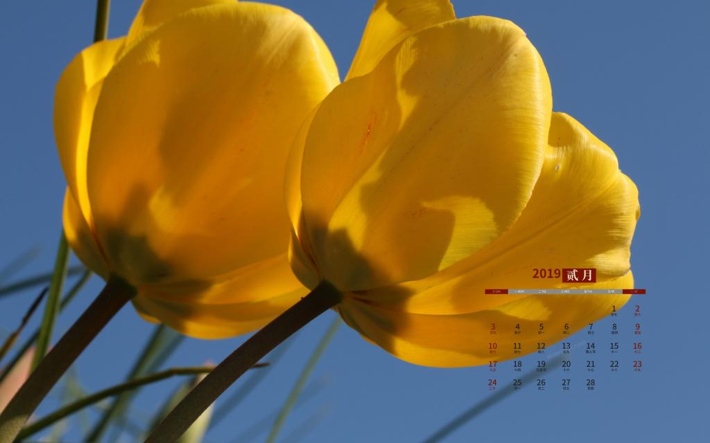 2019年2月盛开在时光里的花朵日历