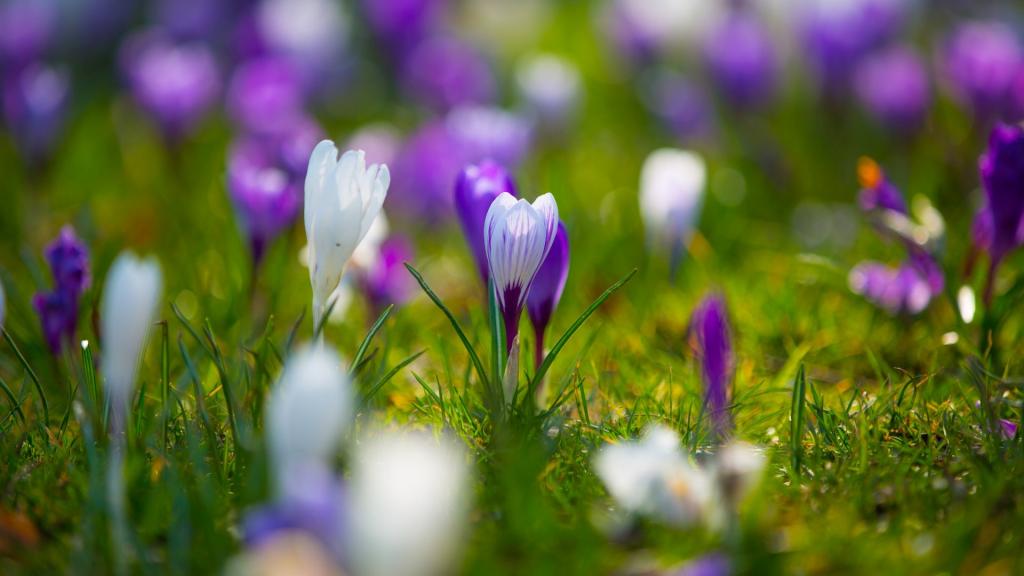 姹紫嫣红的藏红花