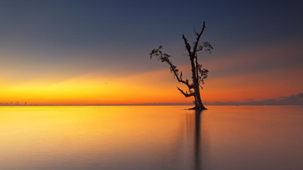 黄昏下的一颗树