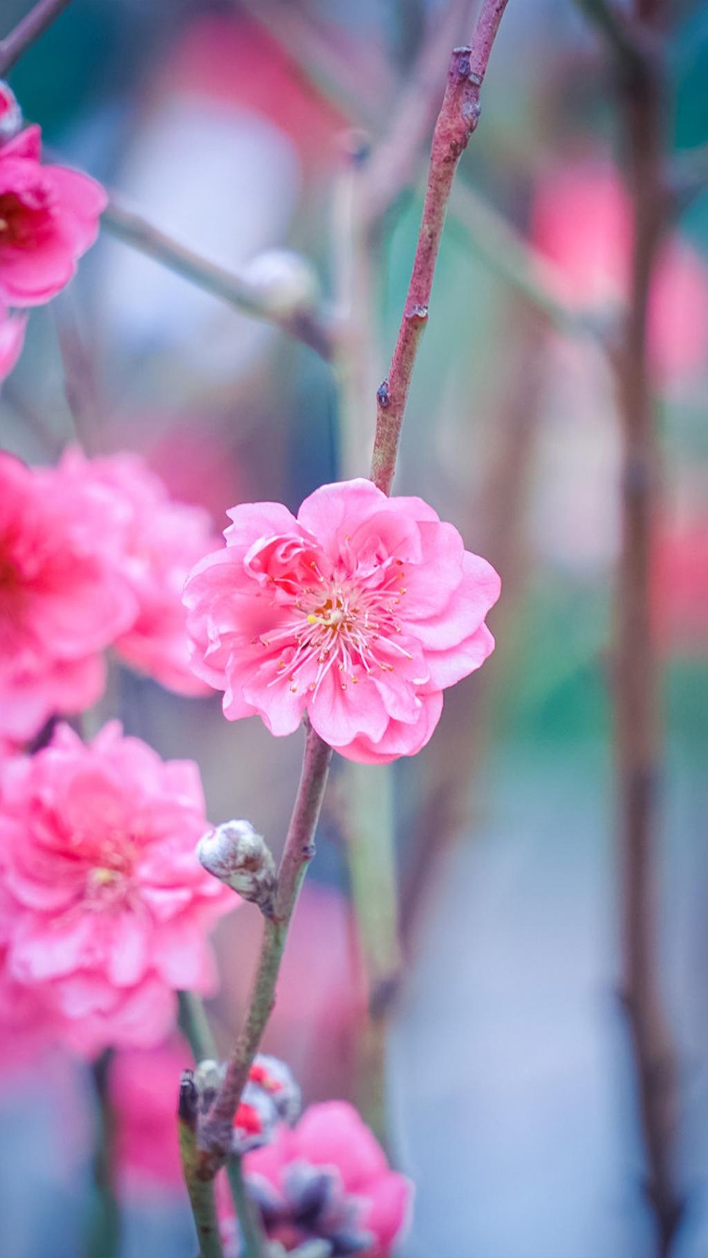 红色桃花唯美意境图片