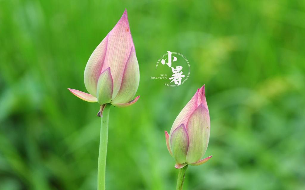 传统节气清新小暑