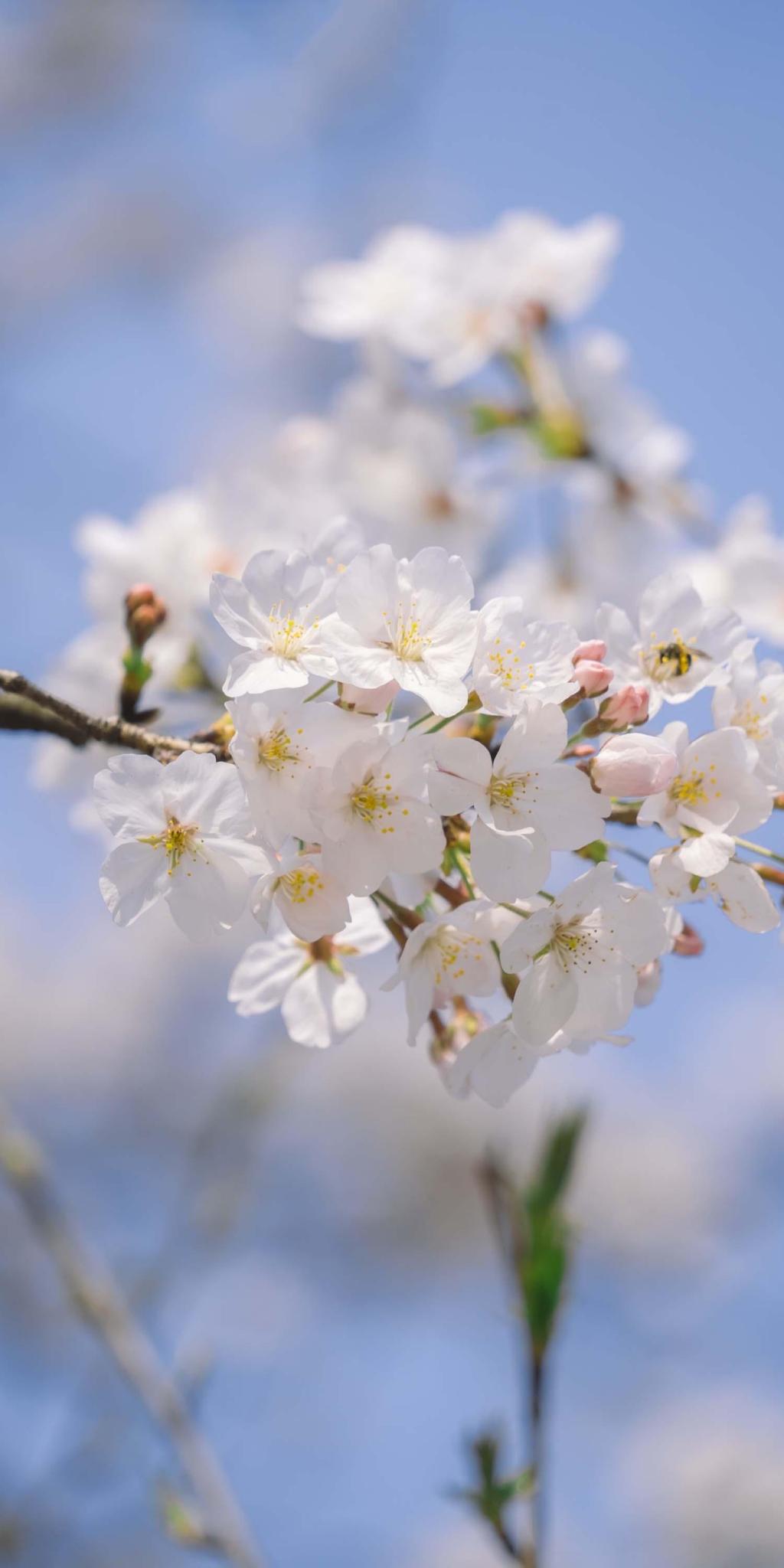 清新淡雅唯美梨花微距