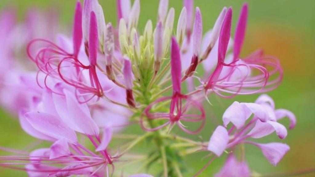 柔美醉蝶花壁纸，喜新厌旧是人的天性，让你常年累月的看着同一款桌面壁纸，难免会产生视觉疲劳，这时换一款新的壁纸是不是你迫切的需要呢？
