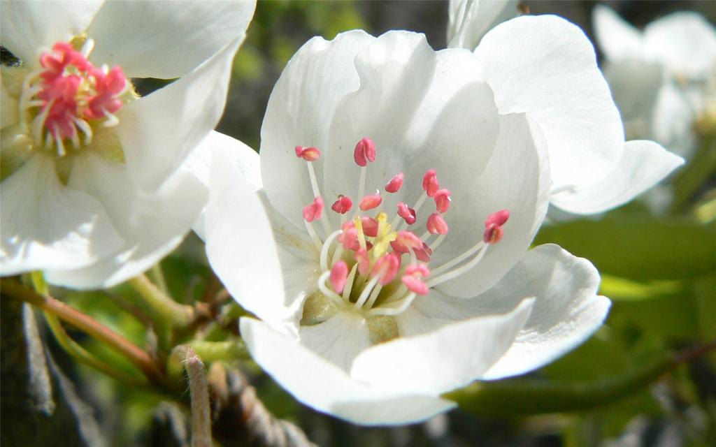 素雅娇艳白花唯美写真