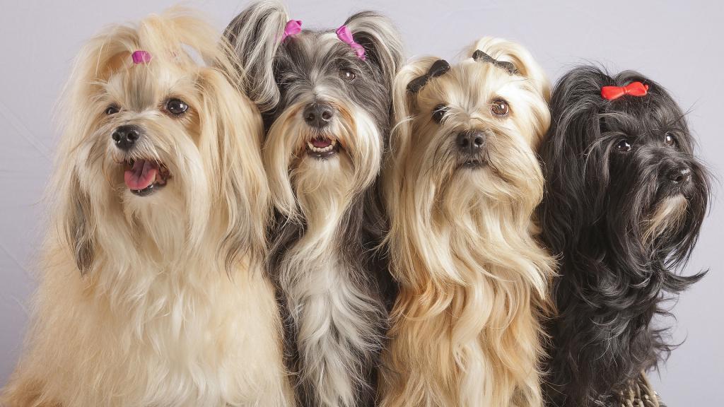 雪纳瑞可爱写真