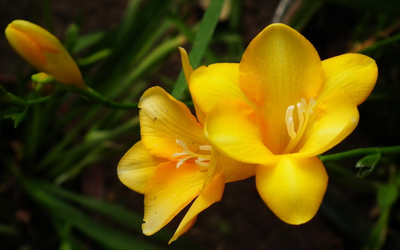 香雪兰花卉特写