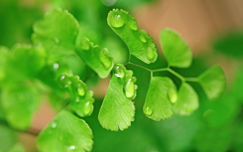 养眼护眼铁线蕨常绿草本植物